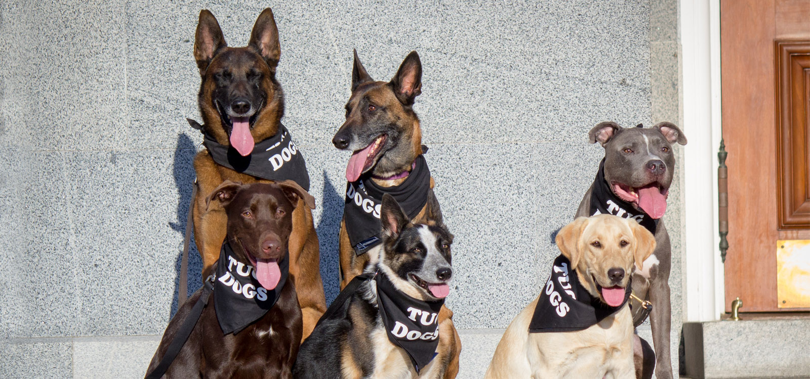 Tug Dogs Teach Train Tug Professional Dog Training Academy